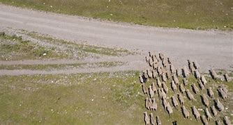 Image result for cattle herd aerial view