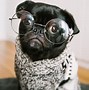 Image result for Thanksgiving Pug Black and White