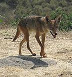 Image result for Coyote Harey