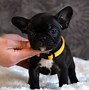 Image result for Baby Black Bulldog