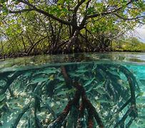 Image result for Aldabra Atoll Seychelles