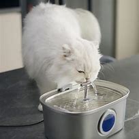 Image result for Cats Cerebral Water