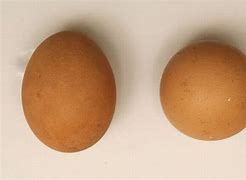 Image result for Round Egg