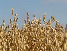 Image result for Field of Oats