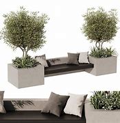 Image result for Back Yard Olive Tree Bench