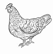 Image result for Chicken Drawing Jpg