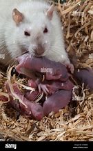 Image result for Rat with Teeth