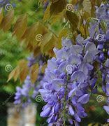 Image result for Purple Chinese Wisteria Tree