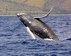 Image result for Humpback Whale