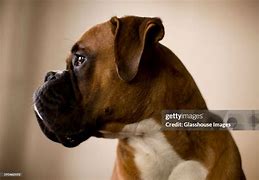 Image result for German Boxer Dog Side Profile