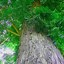 Image result for White Pupae On Tree Branches