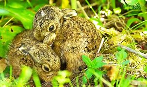 Image result for Leveret Baby Hare