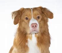 Image result for Australian Shepherd Golden Retriever Mix Blonde