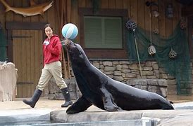 Image result for SeaWorld Sea Lion Show