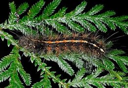 Image result for Creatonotos Gangis Yellow