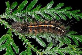 Image result for Creatonotos Gangis Moth