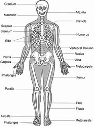 Image result for Simple Skeletal System Diagram