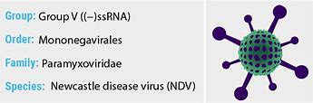 Image result for Newcastle Virus