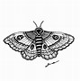 Image result for Death Head Moth Shelf