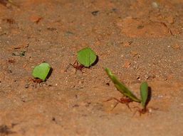 Image result for Leaf Cutter Ants Costa Rica