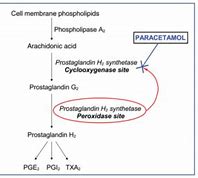 Image result for MOA of Paracetamol