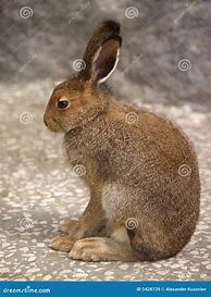 Image result for Hare Portrait Side Profile