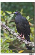 Image result for Black Guan