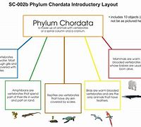 Image result for Subphylum of Chordata