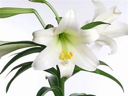 Image result for Wild Easter Lily