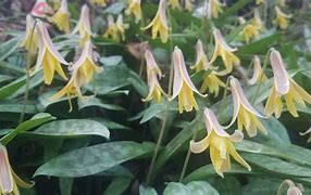 Image result for Waild Lily Forest