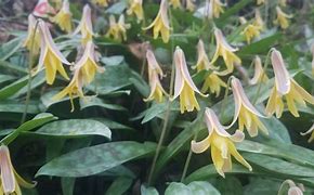 Image result for Wild Lily