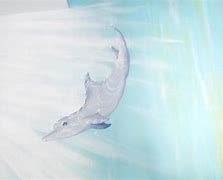 Image result for Blunt Nose Dolphin