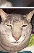 Image result for Cursed Cat Pictures