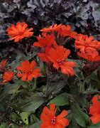 Image result for Maltese Plants