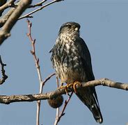 Image result for Immature Merlin Bird