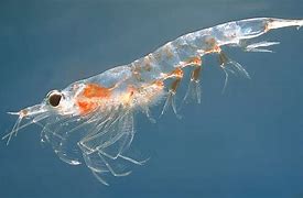 Image result for Krill Shrimp