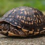 Image result for Turtle Sleeping