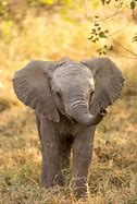 Image result for Ellie The Elephant