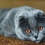 Image result for Chest Pain of Cat