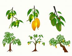 Image result for Mahangu Plant Leaf Clip Art