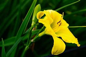 Image result for Lily Flower Petals