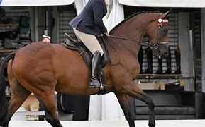 Image result for Ror Horses