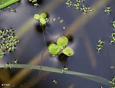 Image result for Greater Duckweed