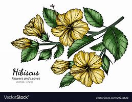 Image result for Hibiscus Leaf