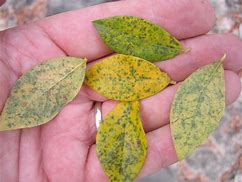 Image result for Blueberry Leaf Spot