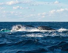 Image result for Humpback Whale