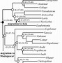 Image result for Primate Classification Chart