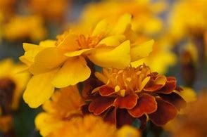 Image result for Mexican Marigold Flower