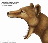 Image result for Thylacine Habitat