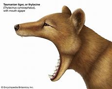 Image result for Thylacine Extinction